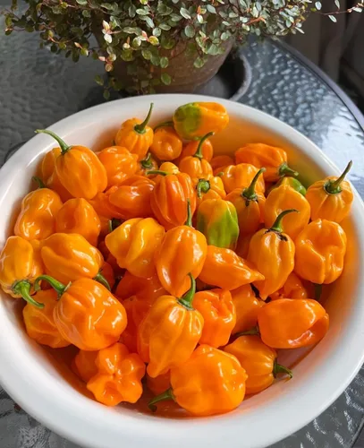 Vista 6 de 150 semillas de pimienta habanero naranja, sin OMG, chile súper picante para plantar, ideal para salsa picante, salsas y jardines domésticos - Alta