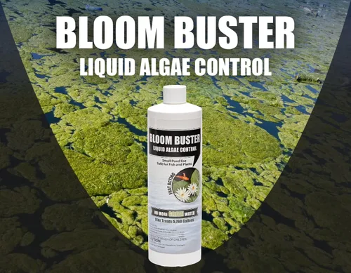 Vista 9 de Bloom Buster Pond Control de algas – 16 oz – Algicida de acción rápida, uso en fuentes y estanques al aire libre que contienen koi y otros peces