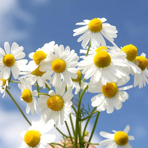 Vista 4 de Manzanilla romana 10,000 semillas (Anthemis nobilis) Heirloom - Sin OMG - Perenne