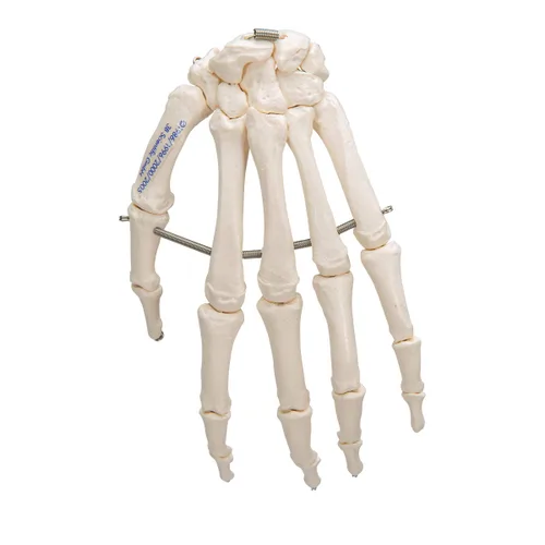 Vista 10 de 3B Scientific Esqueleto de mano A40 montado en alambre - 3B Smart Anatomy