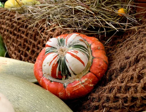 Vista 4 de Turbante de calabaza turco, 10 semillas, ornamental, turbante decorativo, calabaza, calabaza, champiñón, calabaza sin OMG