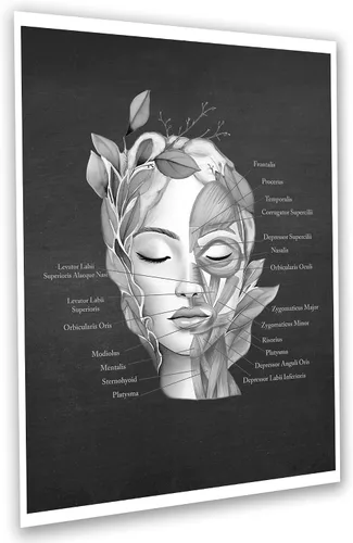 Vista 6 de Gnosis Picture Archive Cuadro de anatomía facial de almohadilla de grasa facial, músculos, vasos sanguíneos, juego de 3 impresiones artísticas sin