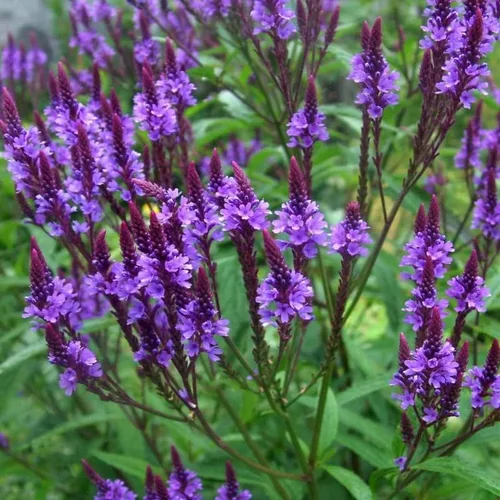Vista 3 de Planta de verbena azul, hierba de verbena en maceta 4 inc. para plantar al aire libre en interiores de tu jardín