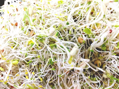 Vista 3 de Semillas de brote de brócoli de una libra sin OMG para brotes y microverdes