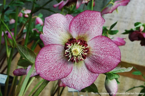 Vista 5 de Perennial Farm Marketplace Helleborus x Winter Jewels "Flor de Cerezo" (Rosa Cuaresmal) Perenne, 1 Quart, Flores Rojas