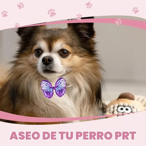 Vista 5 de 22 lazos para el pelo de perro con bandas elásticas de goma, accesorios para el pelo de cachorros pequeños con perlas de flores de mariposa, lazo