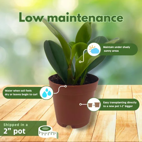 Vista 5 de BubbleBlooms Peperomia Obtusifolia - Planta de mármol verde en maceta de goma de 2 pulgadas con hoja de cuchara pequeña
