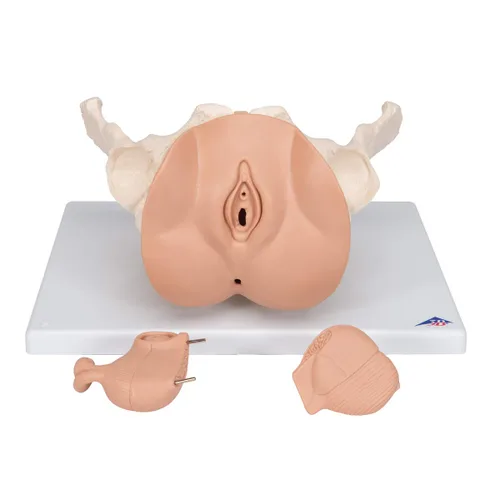 Vista 7 de 3B Scientific L31 3 Parte hembra Pelvis Esqueleto con modelo de los Órganos genitales, 13" x 10.2" x 7.1