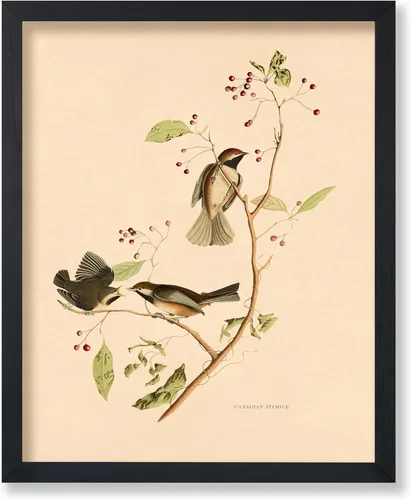 Vista 46 de Poster Master Póster Vintage de Titmouse Canadiense - Impresión Retro de Aves de América - Arte de Aves - Regalo para Hombres, Mujeres y Amantes