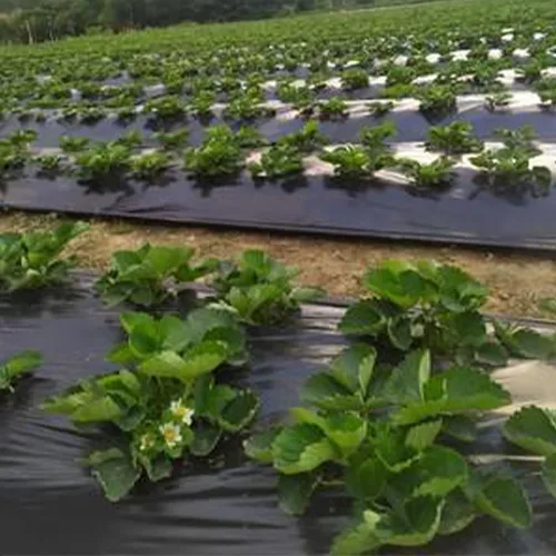 Vista 6 de (R) Rollo de láminas de plástico negro para granja, barrera de vapor de polietileno resistente, 6 mil, 10 pies x 25 pies