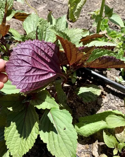 Vista 2 de Perilla Frutescens Seeds, Hạt giocng Tía Tô Viet NAM, hierba asiática sin OMG (1000 semillas)