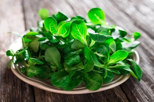 Vista 3 de Semillas CornSalad Cordero Lechuga de Cordero Vegetal de la reliquia para plantar sin OMG