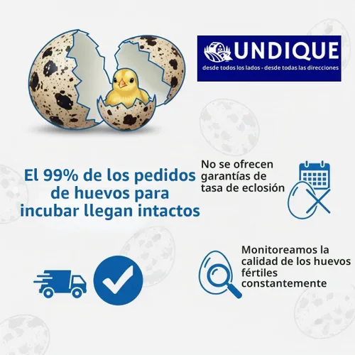 Vista 9 de 12 huevos fértiles de codorniz Coturnix para incubar