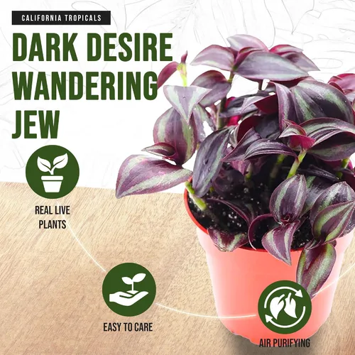 Vista 3 de California Tropicals Dark Desire Tradescantia - Plantas de interior únicas de esquina para una fácil purificación del aire en interiores, jardines