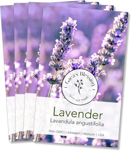 Vista 6 de Gaea's Blessing Semillas – Semillas de lavanda inglesa – Semillas tradicionales sin OMG con instrucciones fáciles de seguir – Vera True Lavender