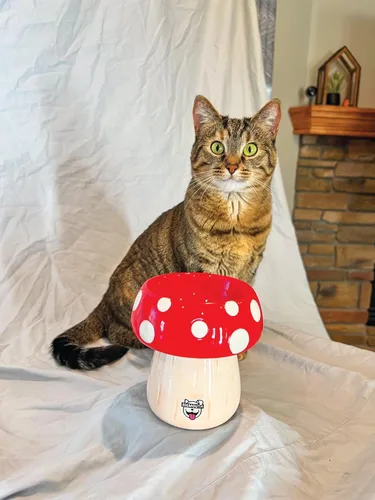 Vista 7 de Cuenco elevado de hongos para gatos, cuenco elevado de cerámica para alimentos, agua, cuencos de comida elevados para perros pequeños, bonito regalo