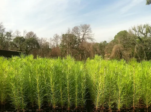 Vista 2 de Plantas de Pino Loblolly 3 Plántulas Vivas Pinus Taeda Árbol Perenne de Crecimiento Rápido para Paisajismo Plantas Ideales para Espacios