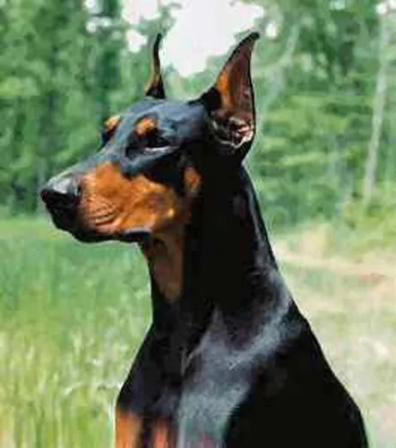 Vista 2 de Dean y Tyler DT Freedom Winter #5 Bozal, Doberman