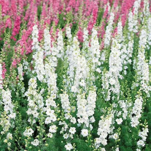 Vista 8 de Eden Brothers Semillas Delphinium - Campana Azul