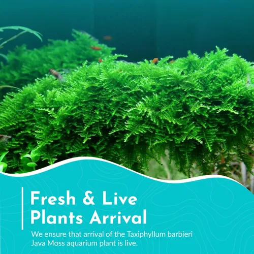 Vista 6 de Java Moss Taxiphyllum Barbieri Mat 3x5