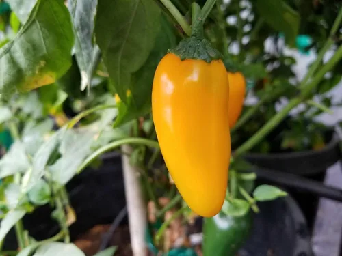 Vista 3 de NuMex Calabaza Especias Jalapeño Pimienta 10+ Semillas