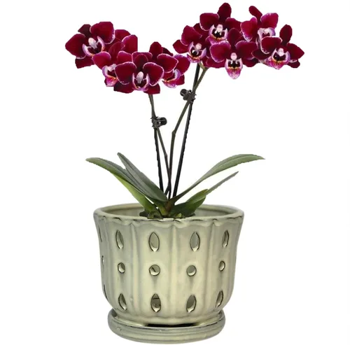 Vista 19 de Maceta de Cerámica para Orquídeas con Platillo Adjunto y Agujero de Drenaje de 6 Pulgadas (Negro)