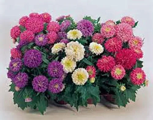 Vista 3 de Aster, arco iris, 100 semillas hermosas flores vívidas y brillantes