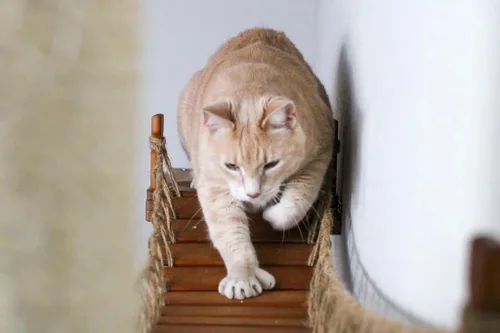 Vista 3 de CatastrophiCreations - Puente para gatos de 50 pulgadas montado en la pared, juguete para jugar y descansar, torre alternativa para mascotas