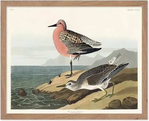 Vista 126 de Poster Master Póster vintage de James Audubon – Impresión retro de amargo americano – Arte de aves de América – Regalo para hombres, mujeres