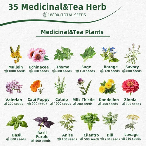 Vista 2 de 35 Medicinal & Tea Herb Seeds Variety Pack for Indoor & Outdoors