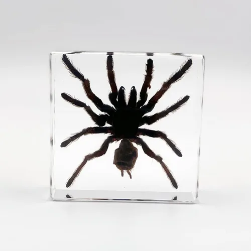 Vista 12 de Muestras de pulpo reales en manualidades de pisapapeles de resina, colección de taxidermia de animales para educación científica y adorno