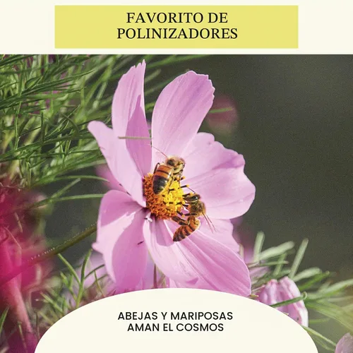 Vista 6 de Sereniseed Sensation Mix Cosmos Seeds (2 oz)