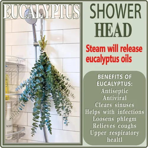Vista 6 de 20 tallos de eucalipto seco preservado, ramas de eucalipto natural de 17 pulgadas para ducha, planta real para relleno de jarrón, arreglo de flores