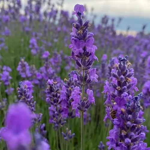 Vista 3 de ZEshops 1000 semillas de lavanda – Floraciones de reliquia fragantes sin OMG para plantar al aire libre, plantas perennes aptas para polinizadores