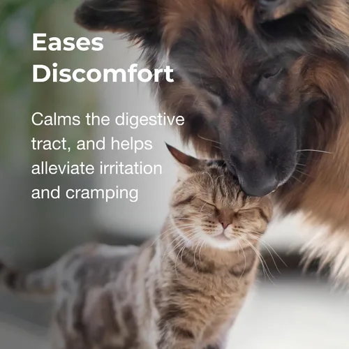 Vista 5 de PetAg Pet Pectillin Antidiarreico – 4 onzas, paquete de 3 – Ayuda a aliviar la diarrea o heces sueltas en perros y gatos – Reemplaza