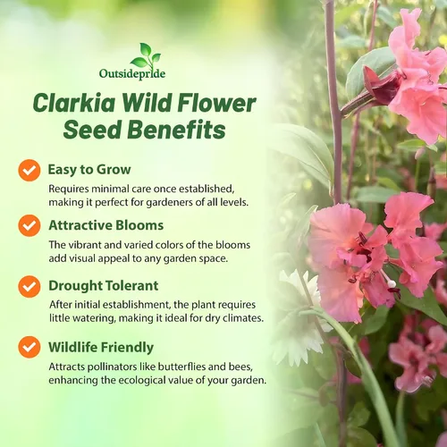 Vista 3 de Outsidepride Semillas anuales de flores silvestres Clarkia de 1/4 lb para plantar