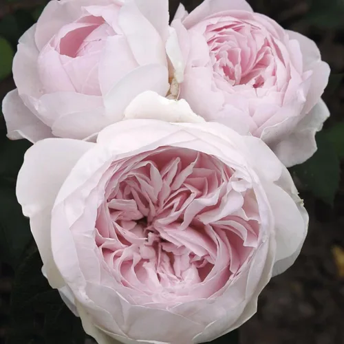 Vista 6 de Earth Angel Parfuma Rose, 1.5 galones en maceta, rosa rubor, planta viva Floraciones en forma de peonía, raíz propia, zonas resistentes 5-10