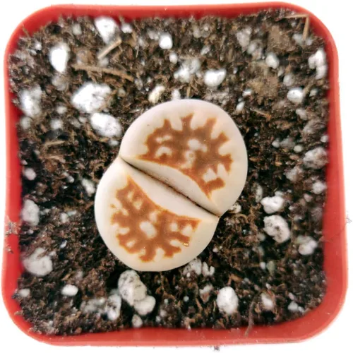 Vista 2 de Lithops - Suculenta de cactus de piedra cruda de piedras vivas, decoración única de regalo (2 pulgadas)