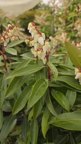 Vista 10 de Pieris jap. 'Cavatine' (Cavatine Dwarf Andromeda) Evergreen, #2 - Contenedor
