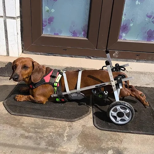 Vista 2 de Silla de ruedas para perro todo terreno para patas traseras, 2 ruedas, ayuda de movilidad de mascotas para la actividad del perro, soporte de cadera