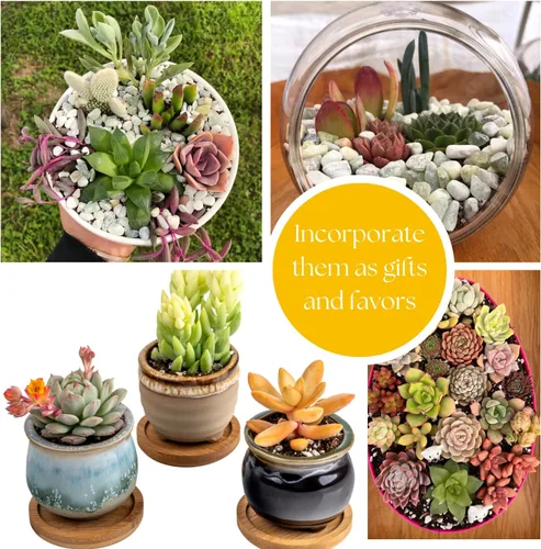 Vista 3 de Live Trailing Mystery Suculentas Suculentas colgantes reales bien arraigadas plantadas en macetas de 2 pulgadas Plantas pequeñas surtidas
