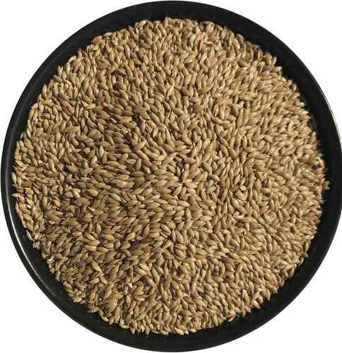 Vista 3 de Rex Products,INC Semillas Canarias 4.5LB/ Plain 100% Doble Limpiado/Comida para pájaros Ideal para Canarios, Pinzones, Periquitos, Conures