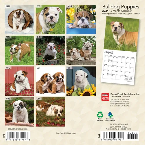 Vista 2 de Bulldog Puppies 2024 7 x 14 Inch Monthly Mini Wall Calendar BrownTrout Animals Dog Breeds Puppy
