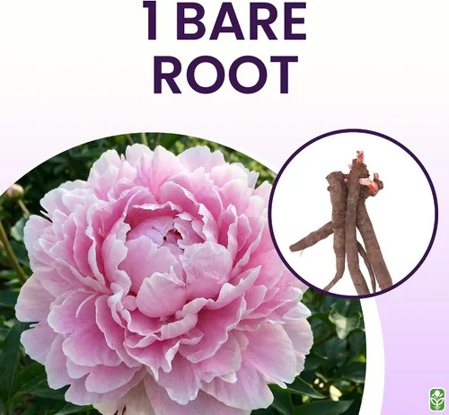 Vista 3 de Sarah Bernhardt - Peonía rosa doble – grande de 3 a 5 ojos, raíz desnuda Peonía premium para plantar