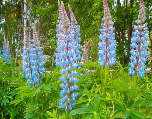 Vista 2 de Mount Rainier - Paquete de semillas de flores silvestres de altramuces sil