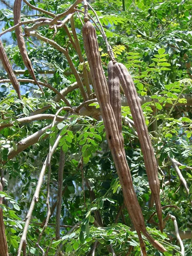 Vista 5 de Semillas de Moringa Oleifera (Semillas de Moringa) a granel/Peso al por mayor: 1 libra, 2 libras, 5 libras y 10 libras (1 libra)