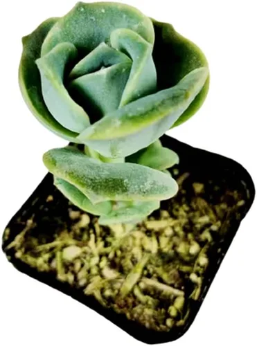 Vista 2 de Plantas suculentas vivas (Graptopetalum Superbum de 2")