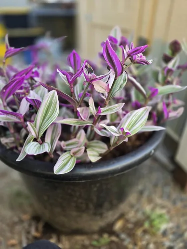 Vista 7 de Pink Wandering Jew Set of 1 Tradescantia Nanouk Live Plants Rooted in 4 inch Pot