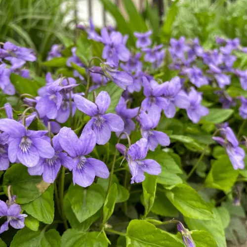 Vista 2 de Más de 320 semillas de viola para plantar semillas perennes de flores de violeta dulce sin OMG, flores tradicionales que atraen mariposas