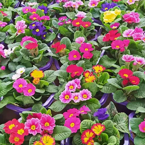 Vista 4 de Primula Seeds - 200 semillas de flores perennes vibrantes para plantar Floraciones de principios de primavera, tolerantes a la sombra, perfectas